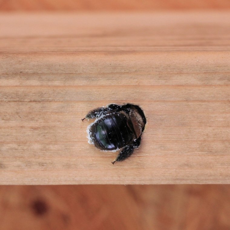 carpenter bee control