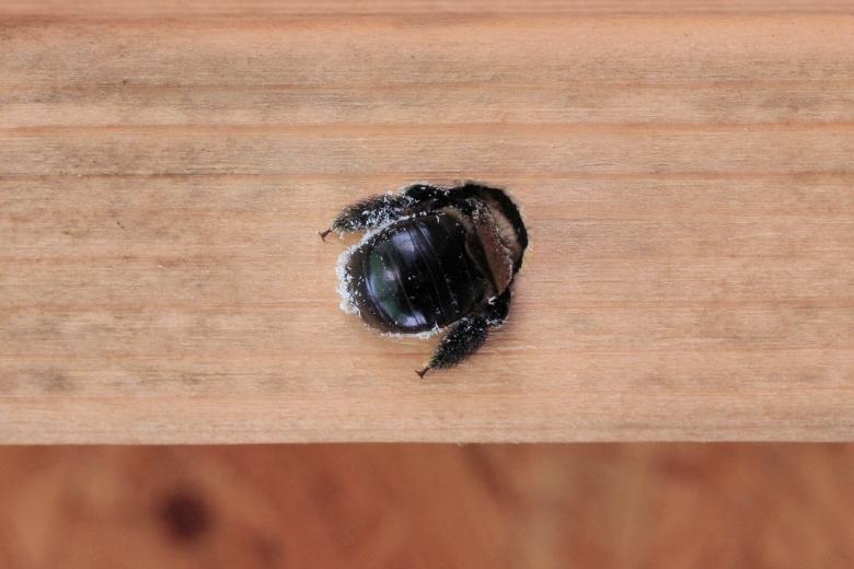 carpenter bee control