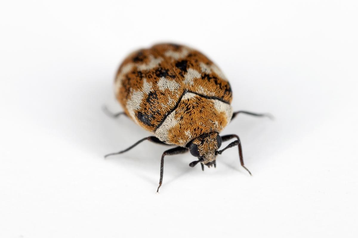 carpet beetle control