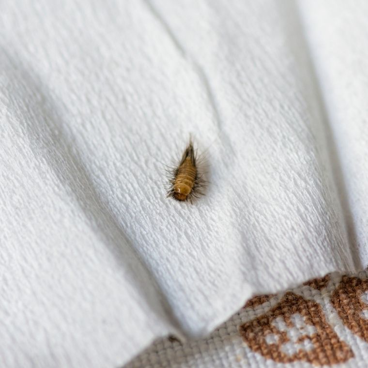 carpet beetle larvae control