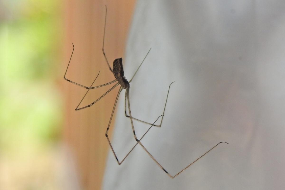 cellar spider control