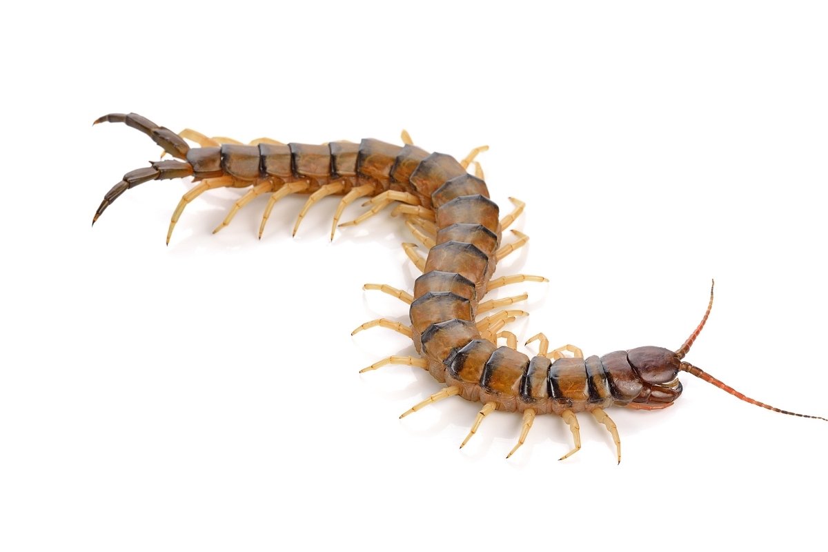 centipede control