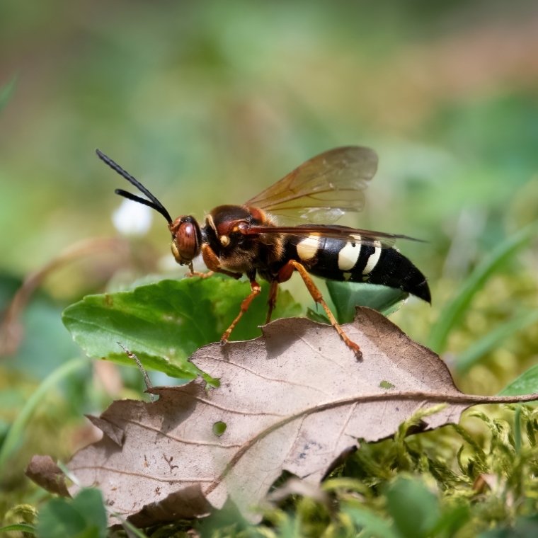 cicada killer wasp control