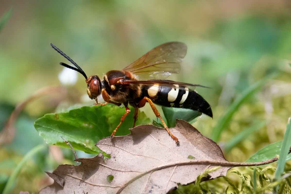 cicada killer wasp control