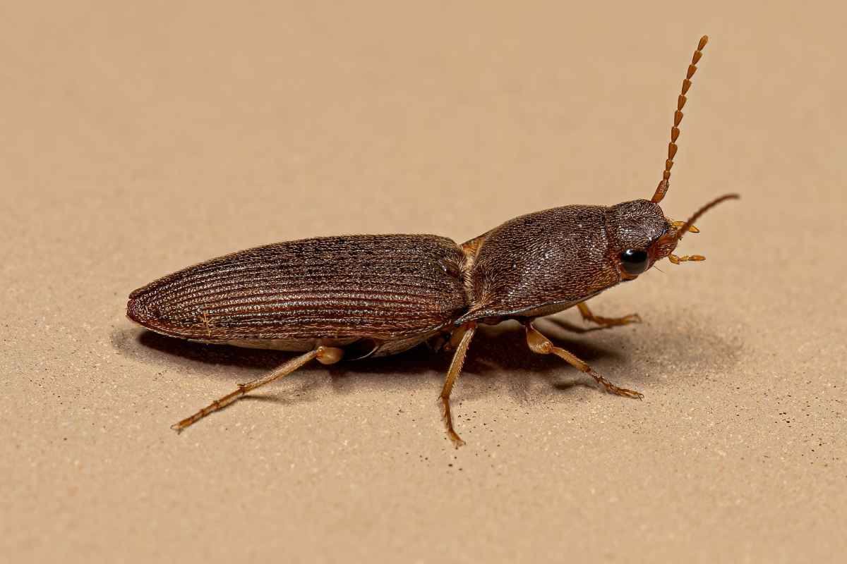 click beetle control