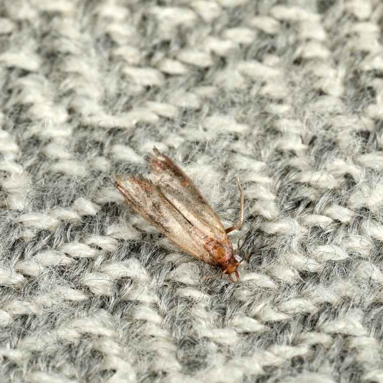 clothes moth control