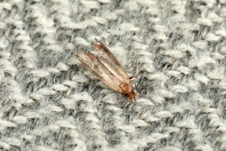 clothes moth control