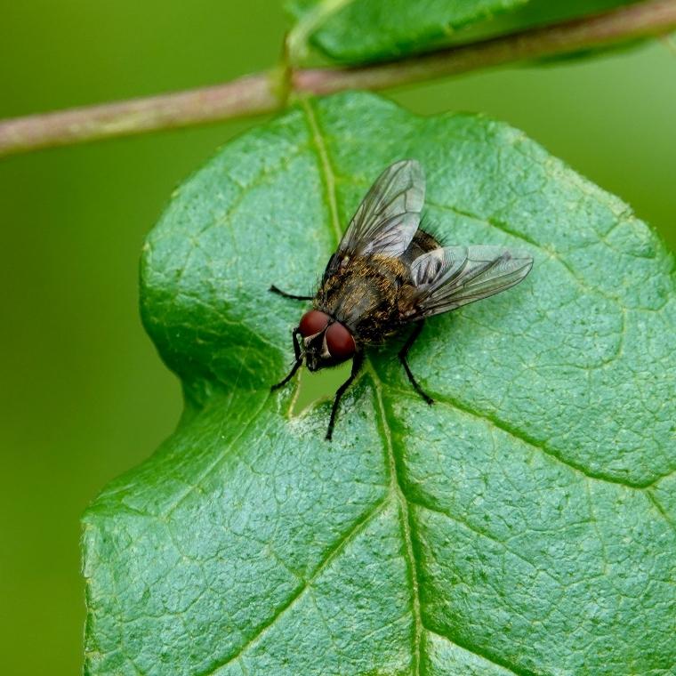 cluster fly control