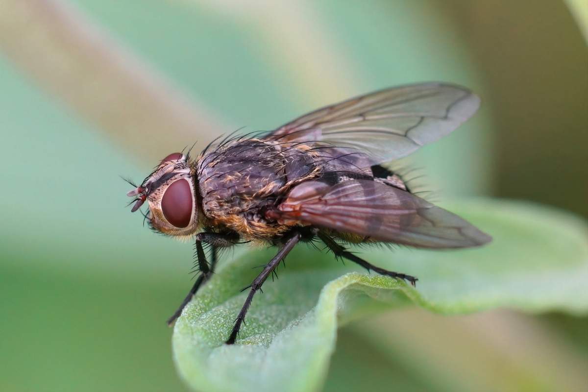cluster fly control
