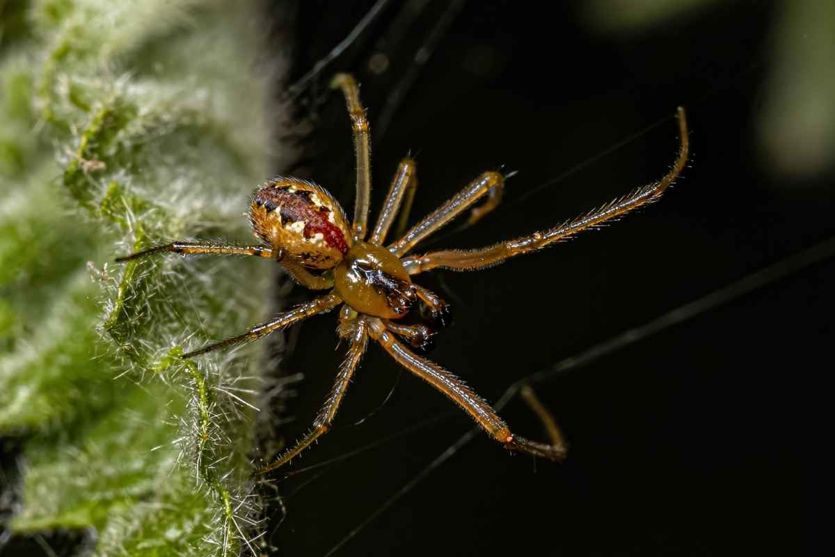 cobweb spider control
