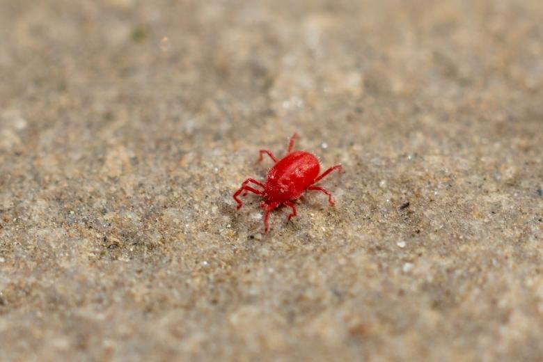 concrete mite control