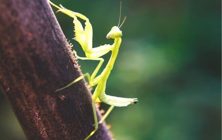 praying mantis