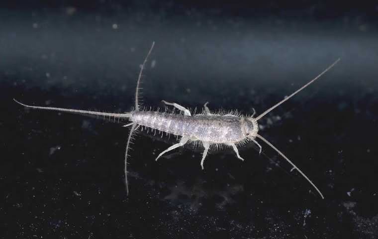silverfish up-close