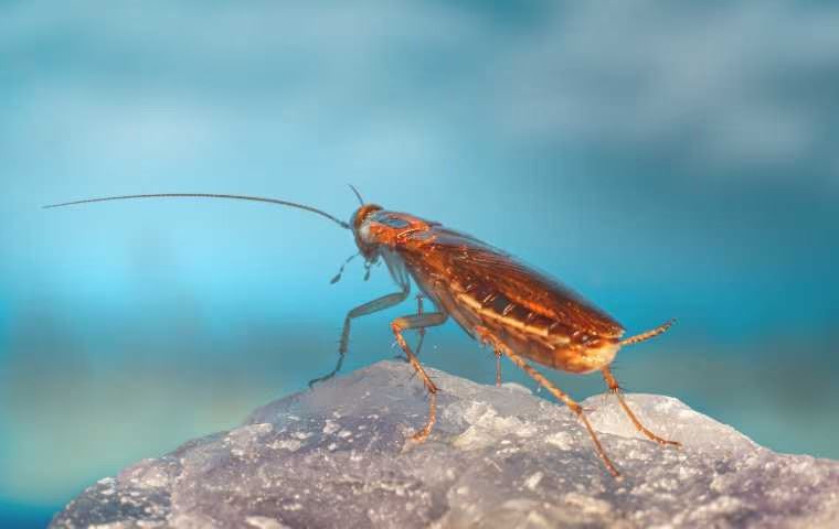 cockroach