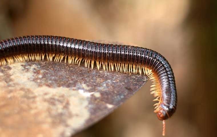 millipede