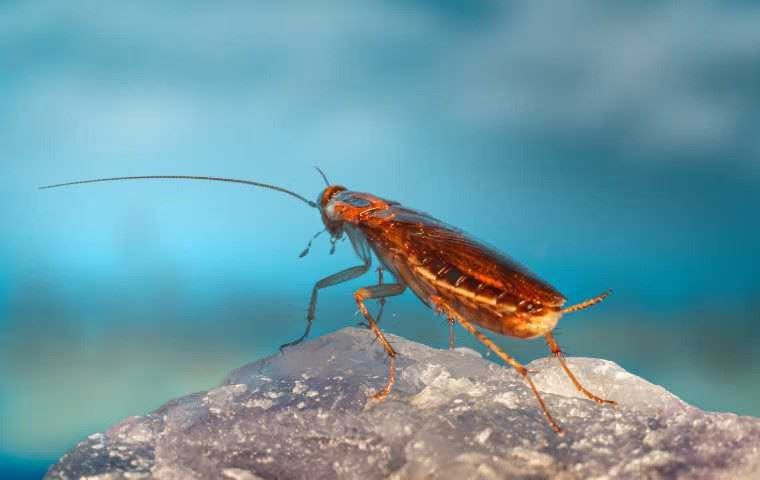 Cockroach