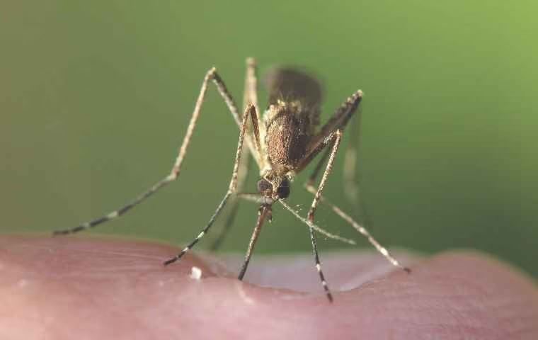 mosquito bite