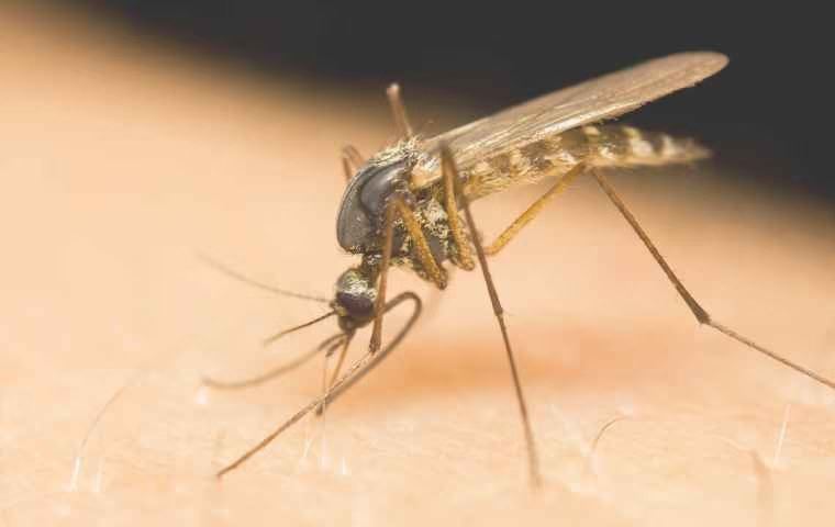 mosquito biting