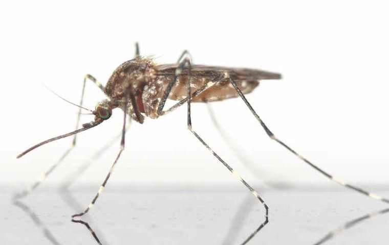 mosquito upclose