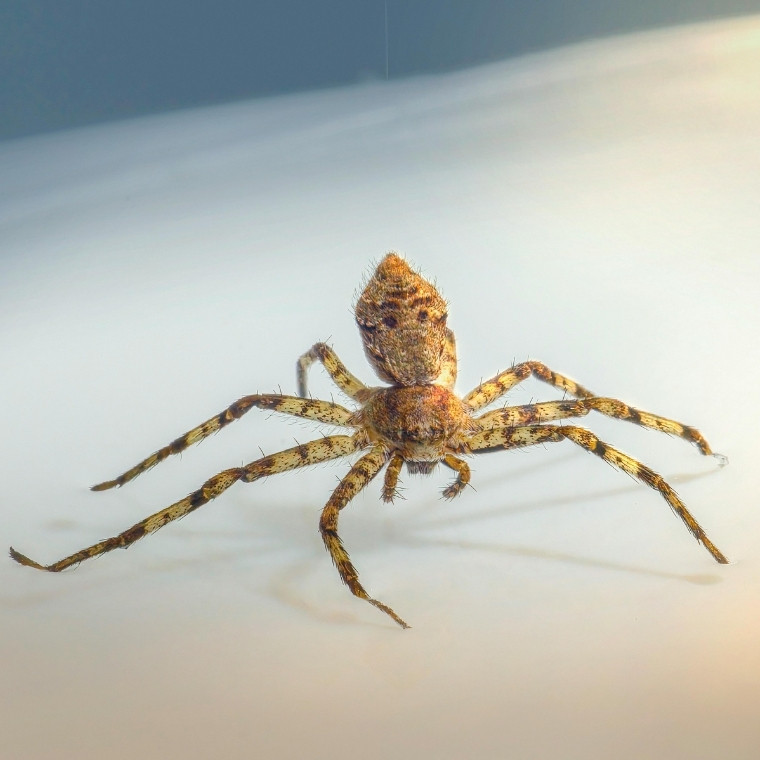 crab spider control