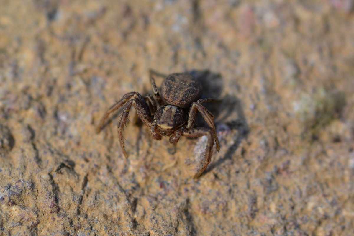 crab spider
