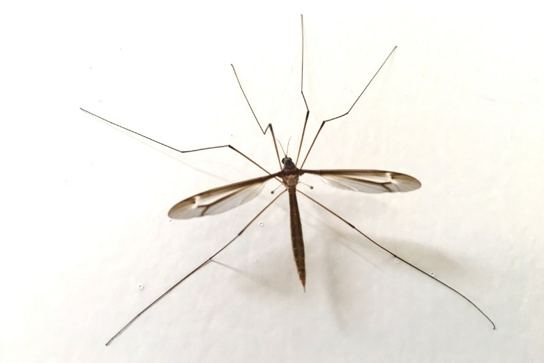 crane fly