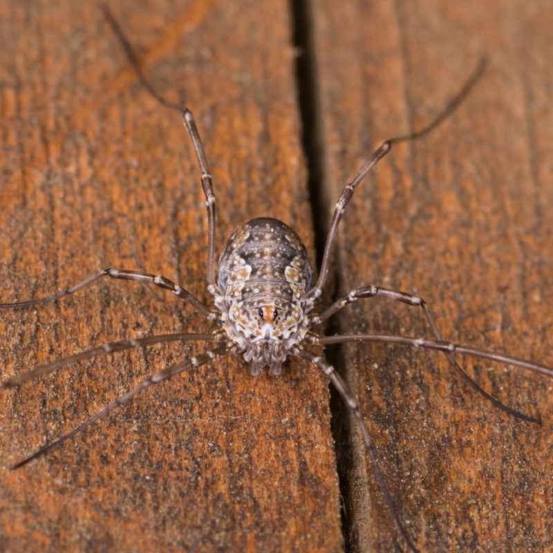 daddy long legs spider control