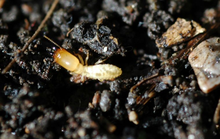 dampwood termite
