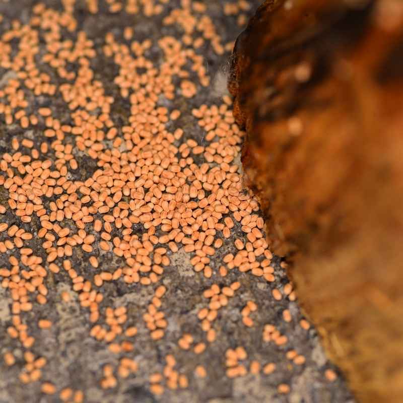 drywood termite control