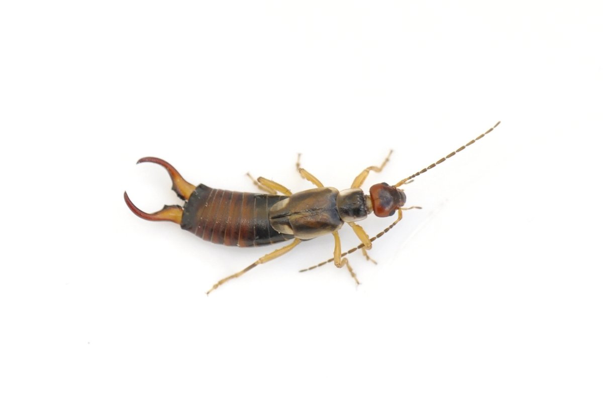 earwig control