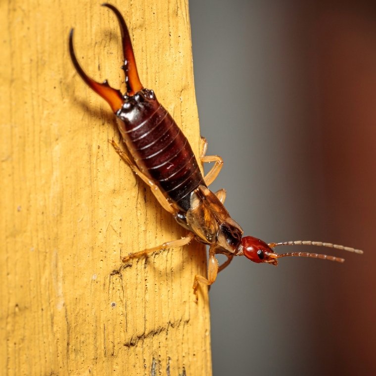 european earwig control