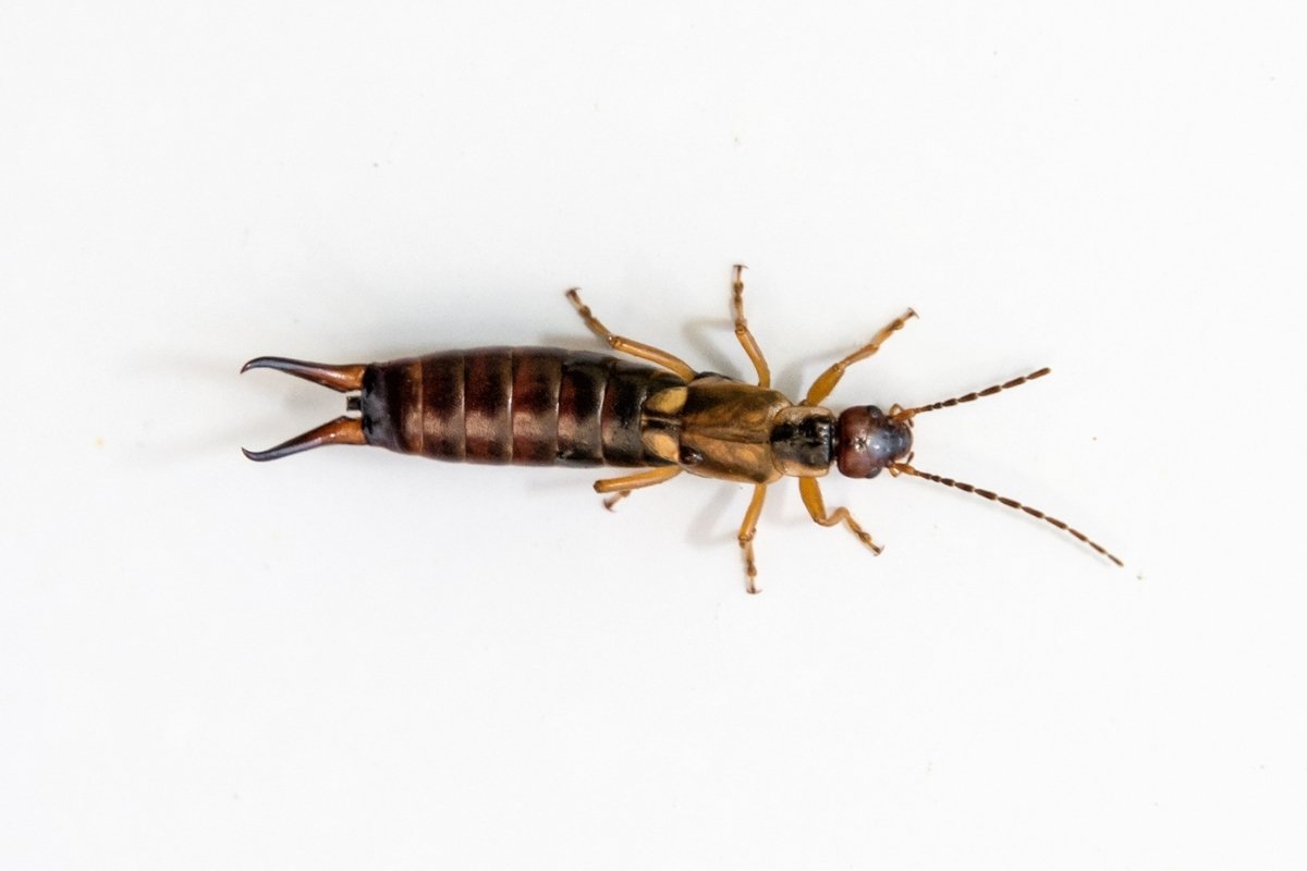 european earwig control