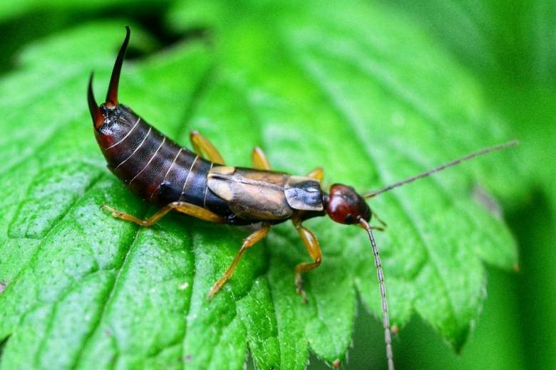 european earwig