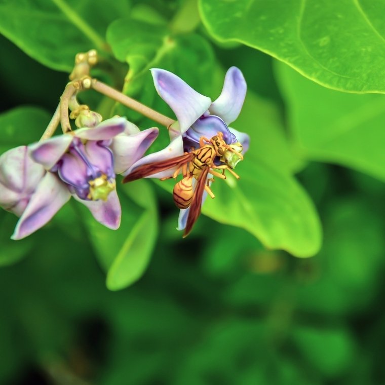 executioner wasp control
