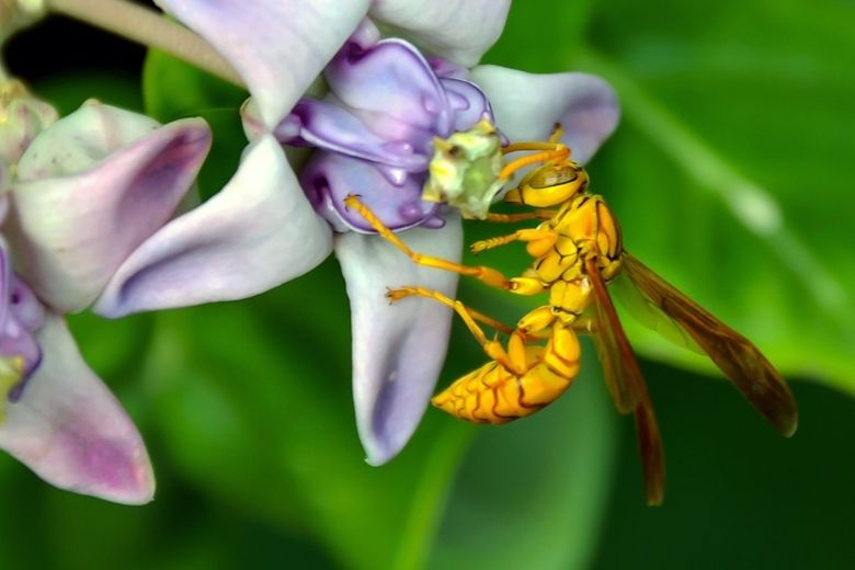 executioner wasp control