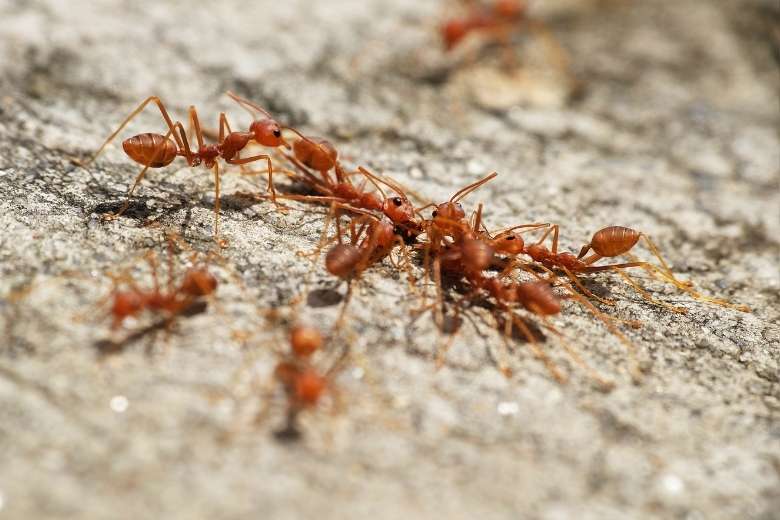 fire ant control