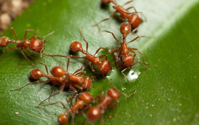 fire ants