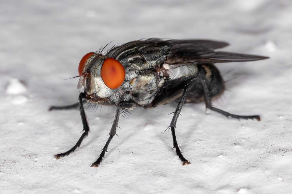 flesh fly control