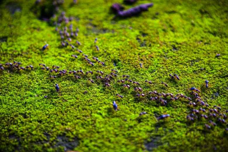 formosan termite control