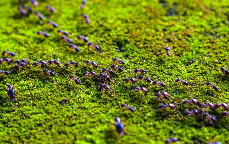 formosan termites