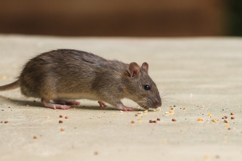 fredericksburg va pest control and exterminator services