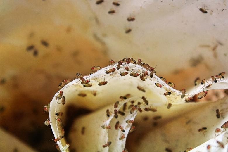fruit fly control