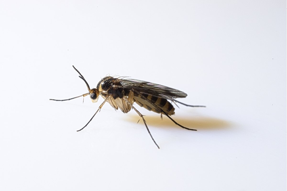 fungus gnat