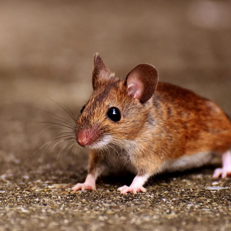 gaithersburg md pest control and exterminator services