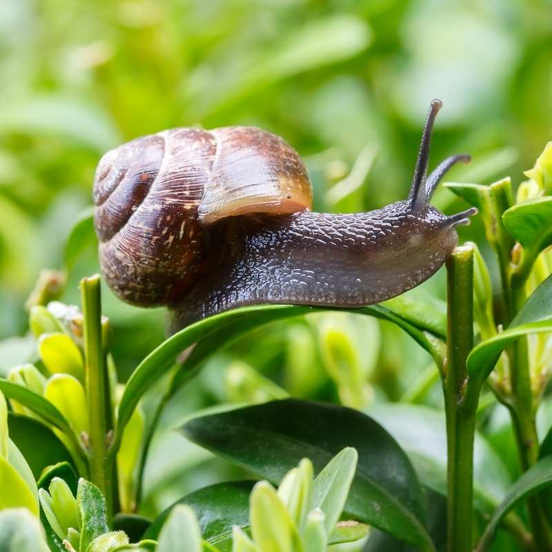 garden snail control
