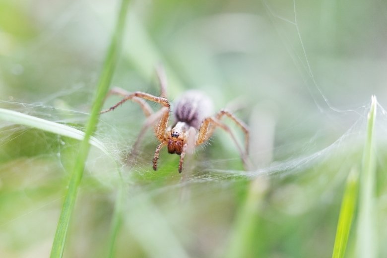 grass spider control