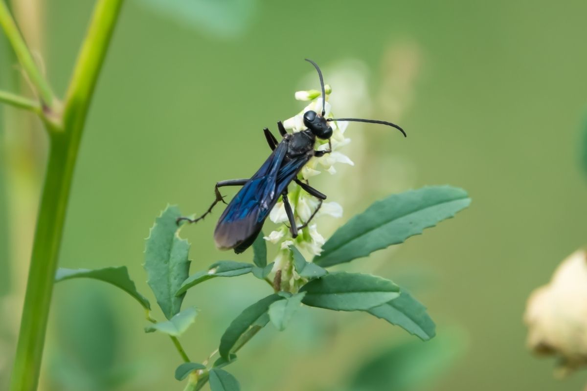 great black wasp control