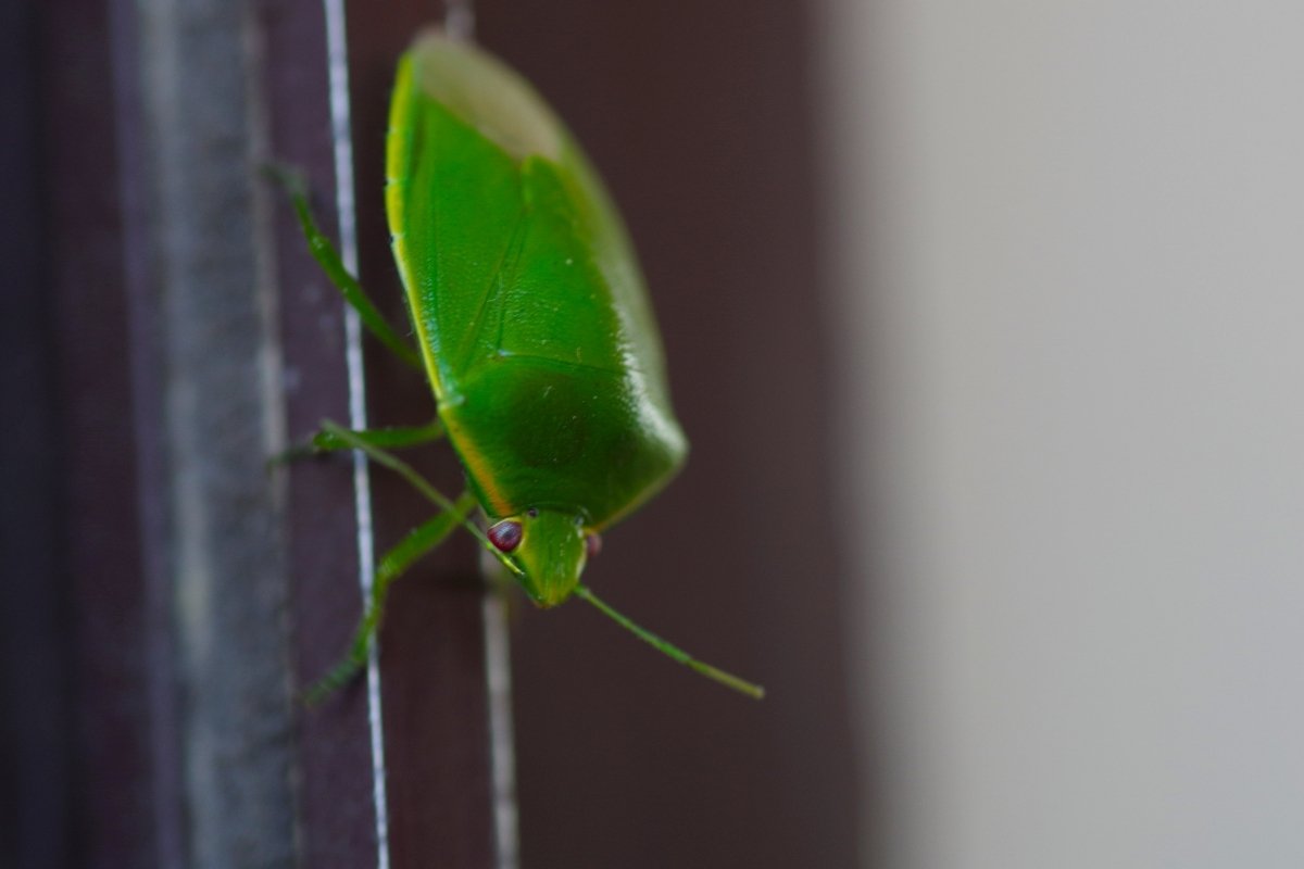 green stink bug control