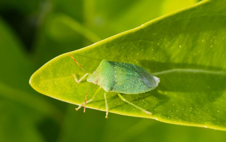 green stink bug