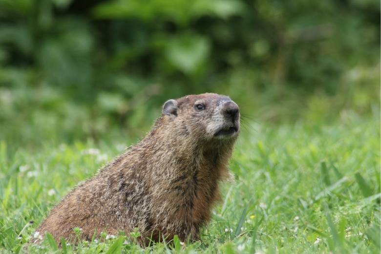 groundhog control